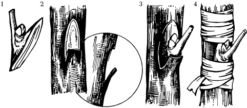 Иллюстрация к книге — Отличный урожай круглый год [i_103.jpg]