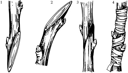 Иллюстрация к книге — Отличный урожай круглый год [i_104.jpg]