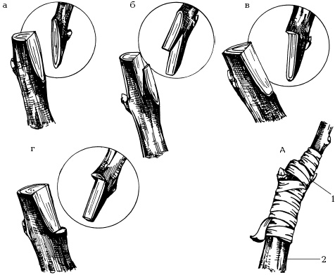 Иллюстрация к книге — Отличный урожай круглый год [i_106.jpg]