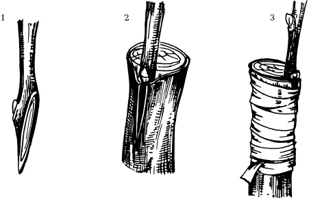 Иллюстрация к книге — Отличный урожай круглый год [i_107.jpg]