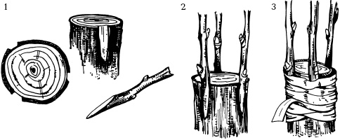 Иллюстрация к книге — Отличный урожай круглый год [i_110.jpg]