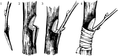 Иллюстрация к книге — Отличный урожай круглый год [i_111.jpg]