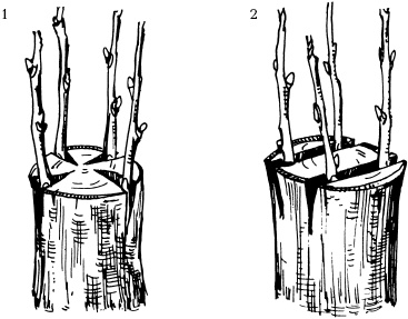 Иллюстрация к книге — Отличный урожай круглый год [i_113.jpg]