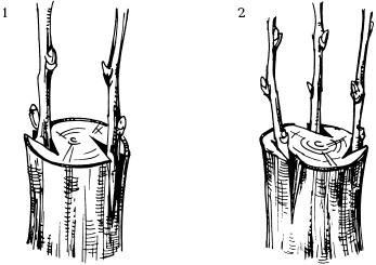 Иллюстрация к книге — Отличный урожай круглый год [i_116.jpg]