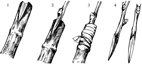 Иллюстрация к книге — Отличный урожай круглый год [i_117.jpg]