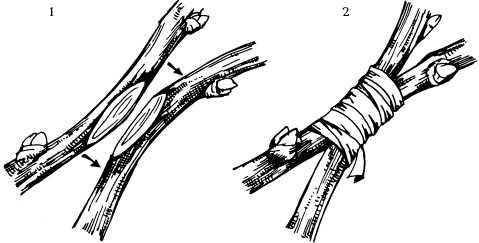 Иллюстрация к книге — Отличный урожай круглый год [i_118.jpg]