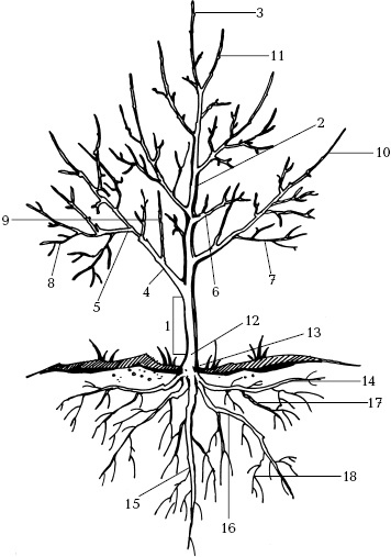 Иллюстрация к книге — Отличный урожай круглый год [i_119.jpg]