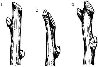 Иллюстрация к книге — Отличный урожай круглый год [i_125.jpg]