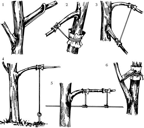 Иллюстрация к книге — Отличный урожай круглый год [i_127.jpg]