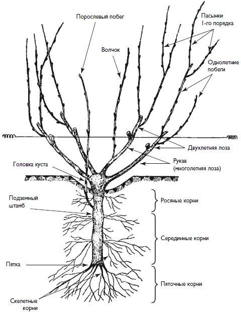 Иллюстрация к книге — Домашний виноградник. Виноград для средней полосы России и севернее [autogen_ebook_id10.jpg]