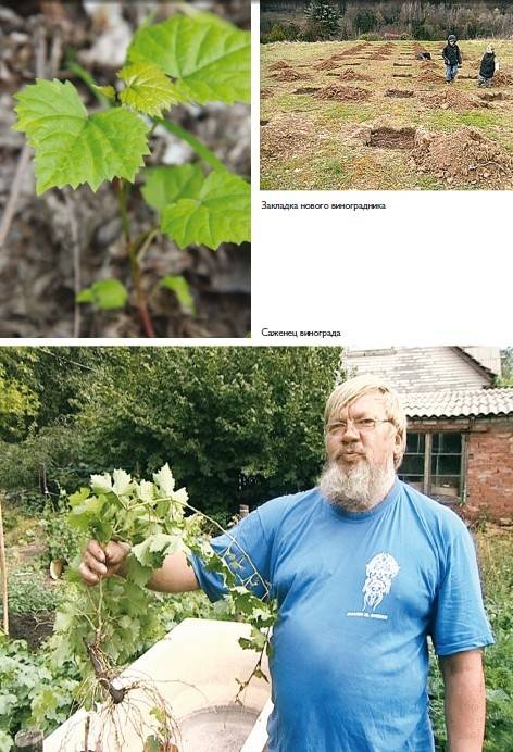 Иллюстрация к книге — Домашний виноградник. Виноград для средней полосы России и севернее [autogen_ebook_id12.jpg]