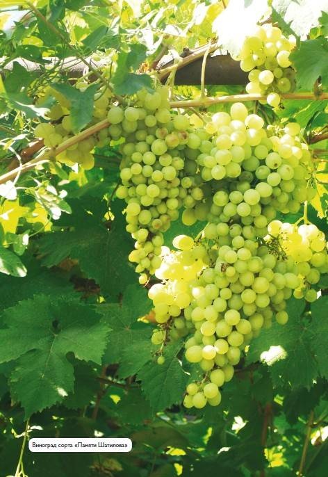 Иллюстрация к книге — Домашний виноградник. Виноград для средней полосы России и севернее [autogen_ebook_id15.jpg]