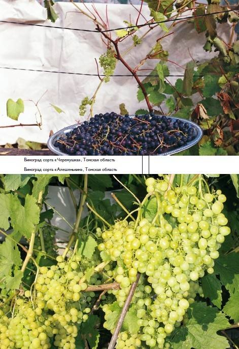 Иллюстрация к книге — Домашний виноградник. Виноград для средней полосы России и севернее [autogen_ebook_id18.jpg]