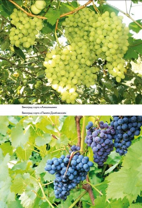 Иллюстрация к книге — Домашний виноградник. Виноград для средней полосы России и севернее [autogen_ebook_id19.jpg]