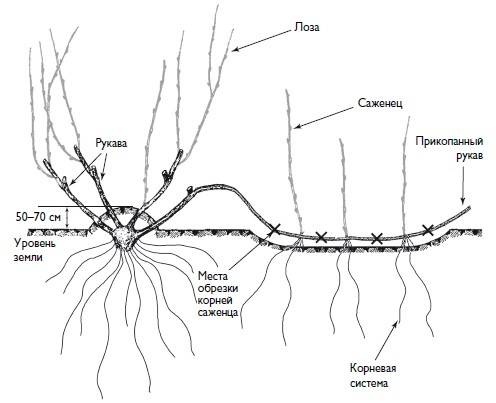 Иллюстрация к книге — Домашний виноградник. Виноград для средней полосы России и севернее [autogen_ebook_id2.jpg]