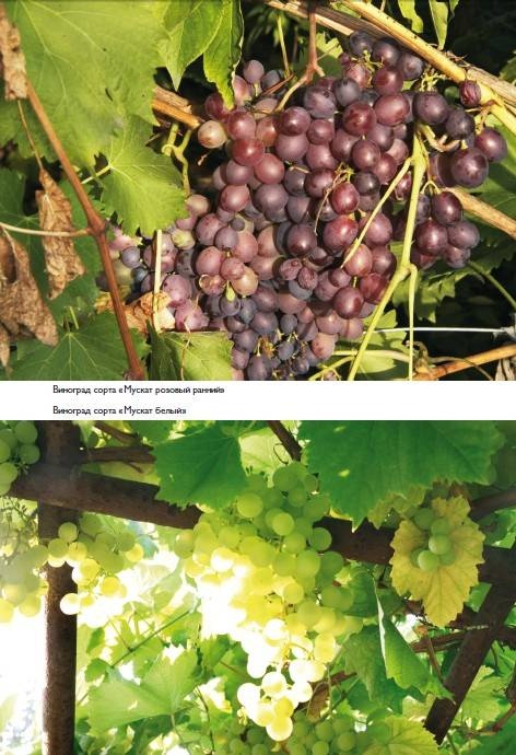 Иллюстрация к книге — Домашний виноградник. Виноград для средней полосы России и севернее [autogen_ebook_id20.jpg]
