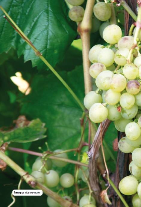 Иллюстрация к книге — Домашний виноградник. Виноград для средней полосы России и севернее [autogen_ebook_id23.jpg]