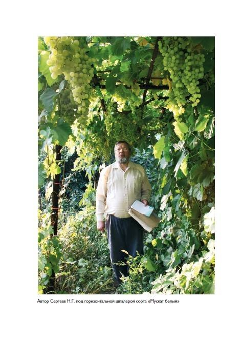 Иллюстрация к книге — Домашний виноградник. Виноград для средней полосы России и севернее [autogen_ebook_id29.jpg]