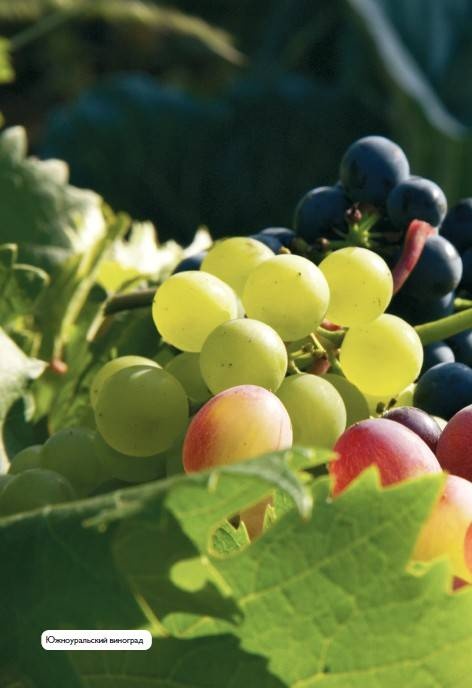 Иллюстрация к книге — Домашний виноградник. Виноград для средней полосы России и севернее [autogen_ebook_id31.jpg]