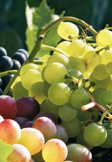 Иллюстрация к книге — Домашний виноградник. Виноград для средней полосы России и севернее [autogen_ebook_id32.jpg]