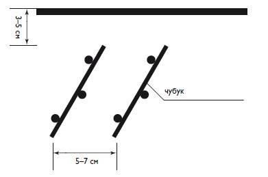 Иллюстрация к книге — Домашний виноградник. Виноград для средней полосы России и севернее [autogen_ebook_id4.jpg]