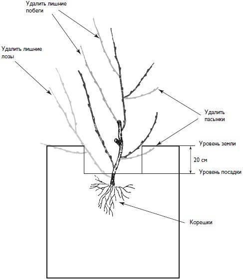 Иллюстрация к книге — Домашний виноградник. Виноград для средней полосы России и севернее [autogen_ebook_id6.jpg]