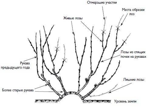 Иллюстрация к книге — Домашний виноградник. Виноград для средней полосы России и севернее [autogen_ebook_id8.jpg]