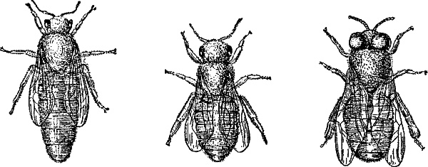 Иллюстрация к книге — Основы пчеловодства. Самые необходимые советы тому, кто хочет завести собственную пасеку [_009_1.jpg]