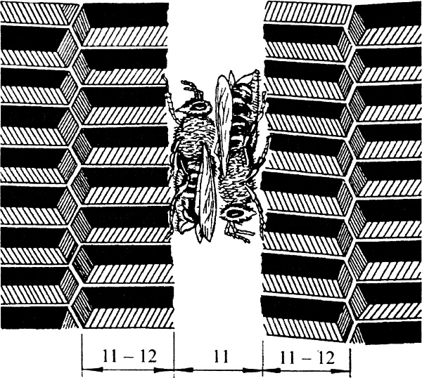 Иллюстрация к книге — Основы пчеловодства. Самые необходимые советы тому, кто хочет завести собственную пасеку [_069_1.jpg]
