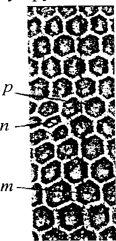 Иллюстрация к книге — Основы пчеловодства. Самые необходимые советы тому, кто хочет завести собственную пасеку [_070_1.jpg]