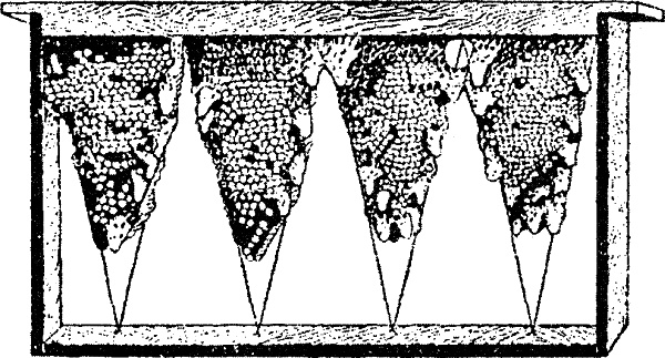 Иллюстрация к книге — Основы пчеловодства. Самые необходимые советы тому, кто хочет завести собственную пасеку [_127_1.jpg]