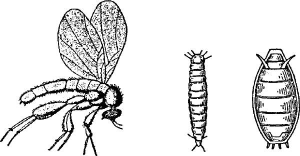 Иллюстрация к книге — Основы пчеловодства. Самые необходимые советы тому, кто хочет завести собственную пасеку [_179_1.jpg]