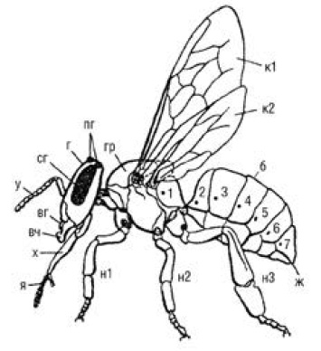 Иллюстрация к книге — Полный справочник пчеловода [i_007.jpg]