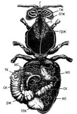 Иллюстрация к книге — Полный справочник пчеловода [i_008.jpg]