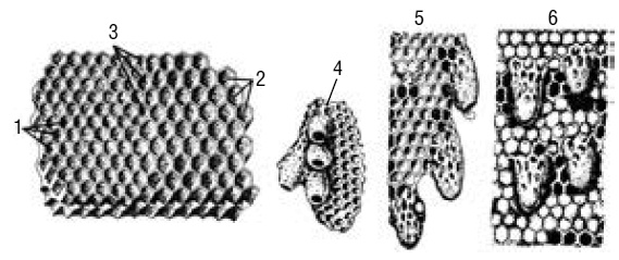 Иллюстрация к книге — Полный справочник пчеловода [i_010.jpg]