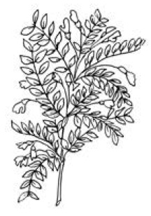 Иллюстрация к книге — Полный справочник пчеловода [i_037.jpg]