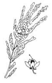 Иллюстрация к книге — Полный справочник пчеловода [i_039.jpg]