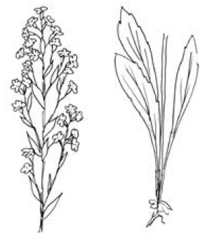 Иллюстрация к книге — Полный справочник пчеловода [i_040.jpg]