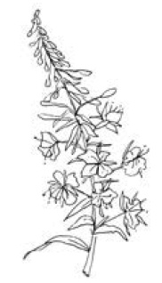 Иллюстрация к книге — Полный справочник пчеловода [i_043.jpg]