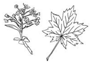 Иллюстрация к книге — Полный справочник пчеловода [i_045.jpg]