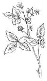 Иллюстрация к книге — Полный справочник пчеловода [i_048.jpg]