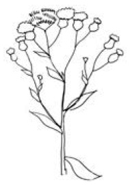 Иллюстрация к книге — Полный справочник пчеловода [i_049.jpg]