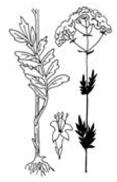 Иллюстрация к книге — Полный справочник пчеловода [i_050.jpg]