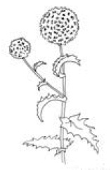 Иллюстрация к книге — Полный справочник пчеловода [i_053.jpg]