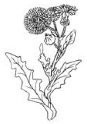 Иллюстрация к книге — Полный справочник пчеловода [i_054.jpg]