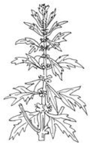 Иллюстрация к книге — Полный справочник пчеловода [i_055.jpg]