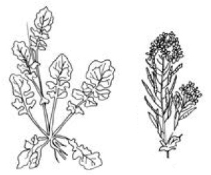 Иллюстрация к книге — Полный справочник пчеловода [i_057.jpg]