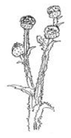 Иллюстрация к книге — Полный справочник пчеловода [i_061.jpg]