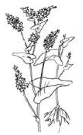 Иллюстрация к книге — Полный справочник пчеловода [i_064.jpg]