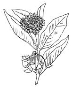 Иллюстрация к книге — Полный справочник пчеловода [i_070.jpg]